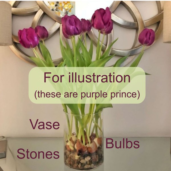 Forced tulips in vase with labels Green Corners